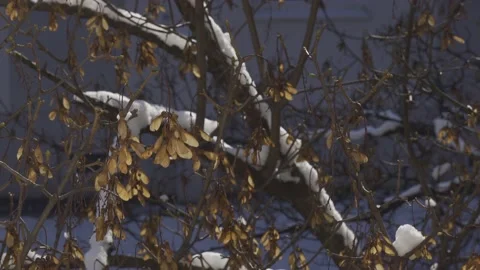 Fresh snow on tree Video stock 148114122