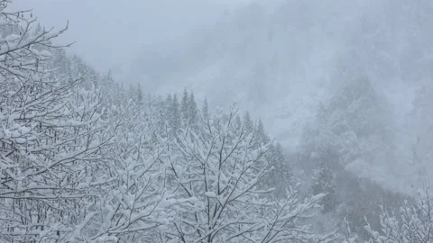 Fresh snow on the trees Stock Footage 145337640