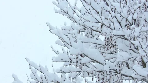 Fresh snow on the trees Stock Footage 145337650