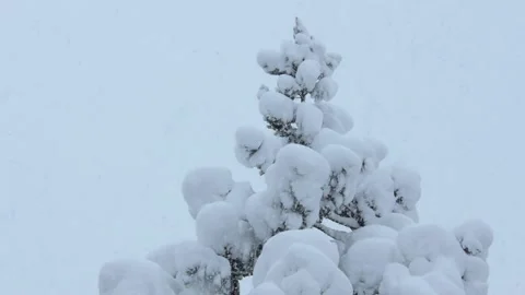 Fresh snow on the trees Stock Footage 145337651