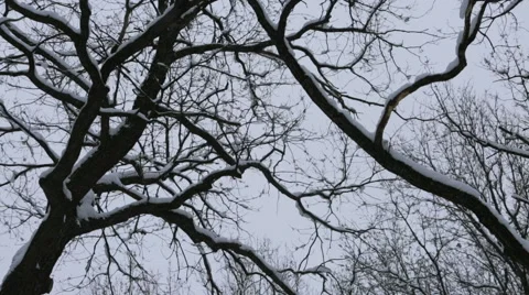 Fresh Snow on Trees in the Forest. Camera move. Stock Footage 62850745