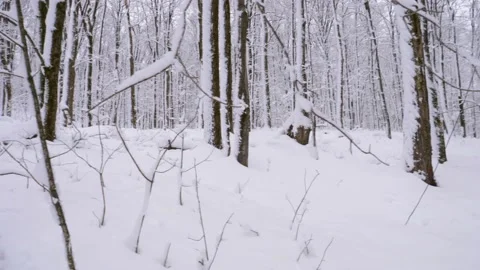 Fresh snow on trees panning left Stock Footage 226645162