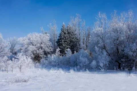 Fresh snow on trees Stock Photos