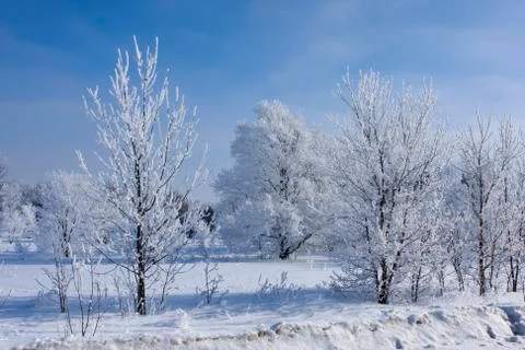 Fresh snow on trees Stock Photos