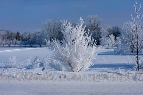 Fresh snow on trees Stock Photos