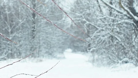 Fresh snow in winter forest. Stock Footage 83063603