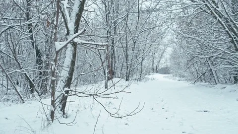 Fresh snow in winter forest. Stock Footage 83063679