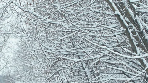 Fresh snow in winter forest. Stock Footage 83063798