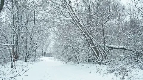 Fresh snow in winter forest. Stock Footage 83063914