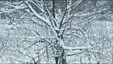Fresh snow in winter forest. Stock Footage 83064276