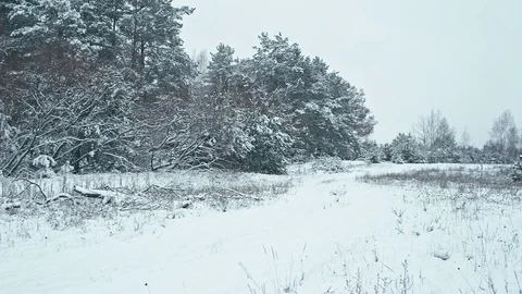 Fresh snow in winter forest. Video stock 83065125