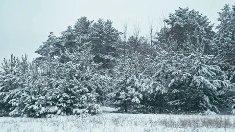 Fresh snow in winter forest. Stock Footage 83065377