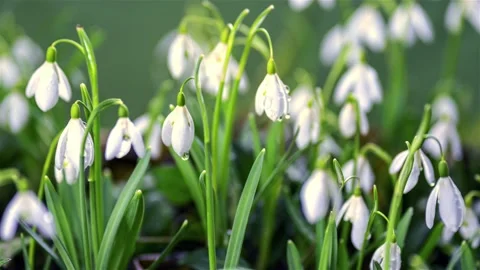Fresh Snowdrop flowers with dew bloom in sunny spring morning growing time lapse Video stock 150447089