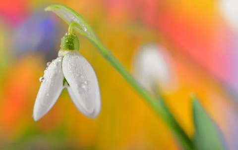 Fresh snowdrop Stock Photos