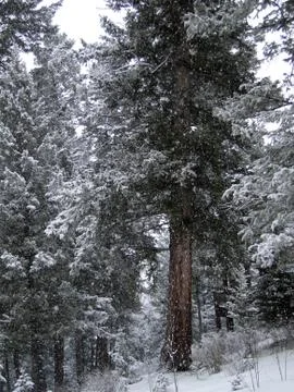 Fresh snowfall in conifer forest. Stock Photos