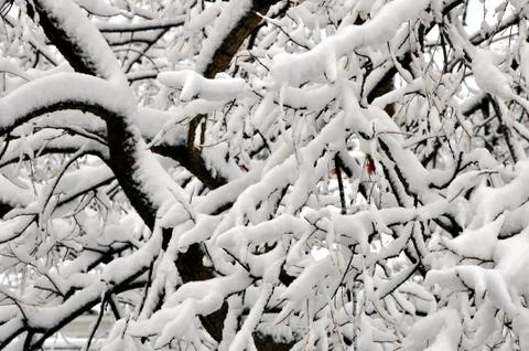 Fresh Snowfall On  Tree Branches 001 Stock Photos