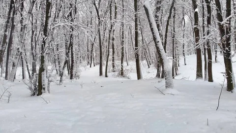 Fresh Snowfall in Ukrainian Forest Creates Peaceful Winterscape Stock Footage 102133964