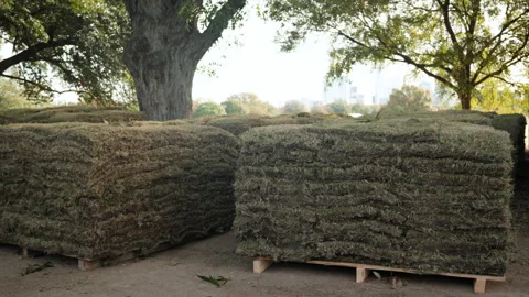 Fresh Sod Turf Grass Ready for Installation on lawn Stock Footage 257699981