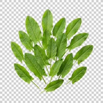 Fresh sorrel leaves bundle with stems arranged fanshaped on clear background. Fotos Stock