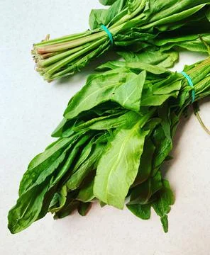 Fresh sorrel Stock Photos