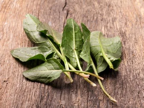 Fresh sorrel vegetable 스톡 사진