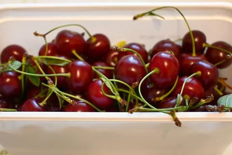 Fresh sour cherries in a container Photos