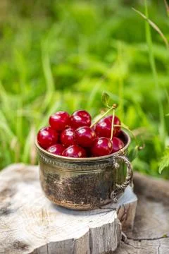 Fresh sour cherries Stock Photos