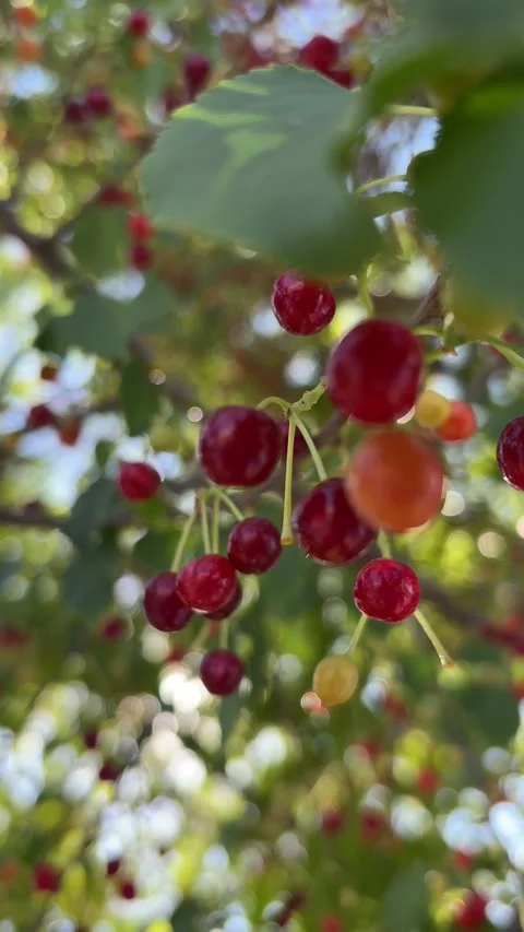 Fresh sour cherry on the branch Vídeos de archivo 345891571