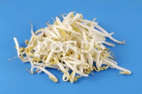 Fresh soya sprouts Stock Photos