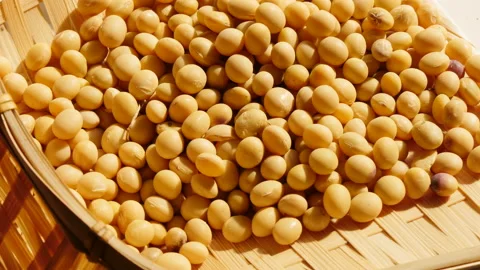 Fresh soybeans in rotate 库存影片 162604326