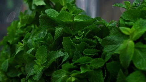 Fresh Spearmint in the store with refreshing steam Stock Footage 138287562