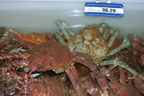 Fresh spider crabs Foto stock