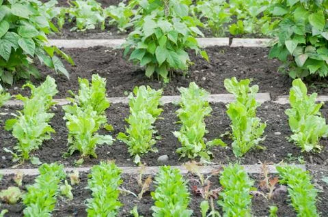 Fresh spinach and string bean plants on a patch Foto stock