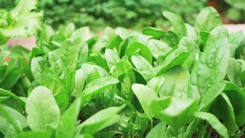 Fresh spinach, growing in garden Stock Footage