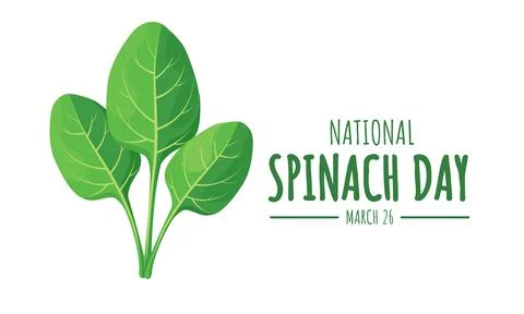 Fresh spinach leaves 스톡 일러스트