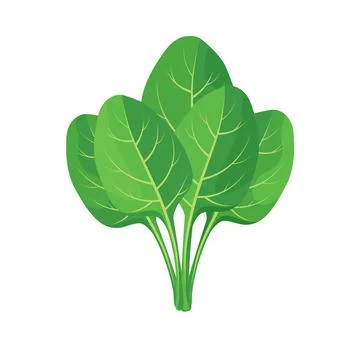 Fresh spinach leaves 스톡 일러스트
