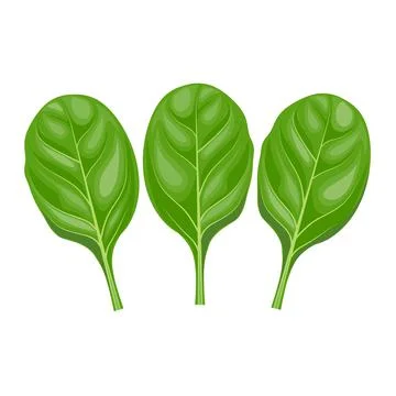 Fresh spinach leaves 스톡 일러스트
