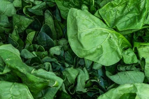 Fresh spinach leaves macro background organic green food texture. Healthy n.. 스톡 사진