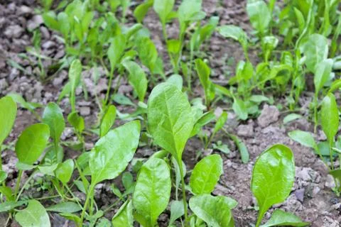 Fresh Spinach Leaves, Organic Vegetable Being Grown Outdoors in Garden Stock Photos