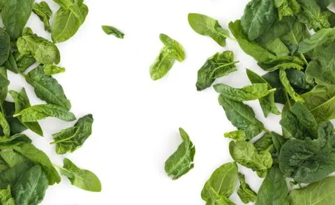 Fresh spinach leaves. Stock Photos