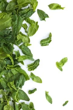 Fresh spinach leaves. Stock Photos