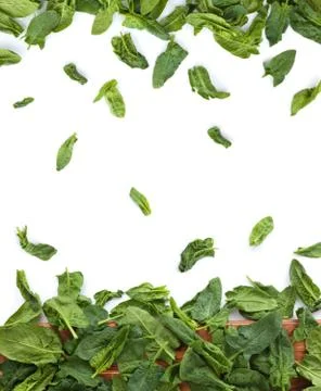 Fresh spinach leaves. Stock Photos