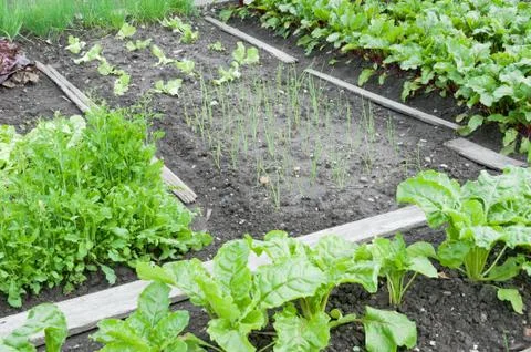 Fresh spinach on a patch Stock Photos