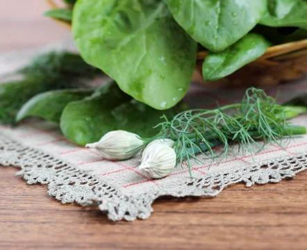 Fresh spinach Stock Photos