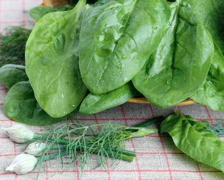Fresh spinach Stock Photos