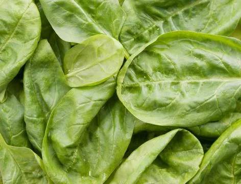 Fresh spinach Stock Photos