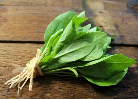 Fresh spinach Stock Photos