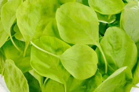 Fresh spinach Stock Photos