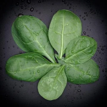 Fresh spinach Stock Photos