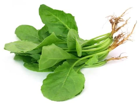 Fresh Spinach Stock Photos